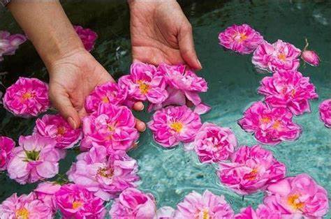 تصویر 2 از قیمت خرید گلاب درجه یک اصل + فروش ویژه